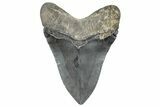 Bargain, Fossil Megalodon Tooth - Georgia #338704-1